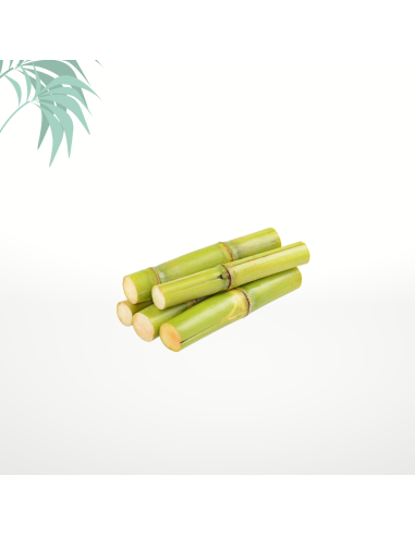 canne à sucre antilles