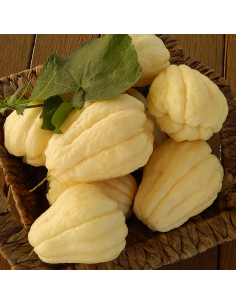 Lot de 4 christophines"péyi" fraiche  2