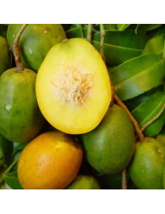 Prunes de cythère - 1kg 2