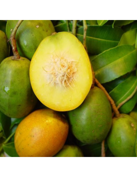 Prunes de cythère - 1kg