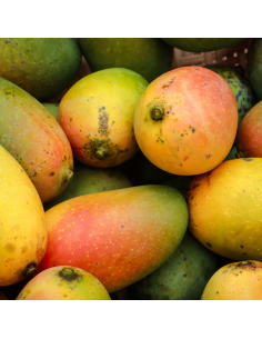 Mangues - Lot de 2 2