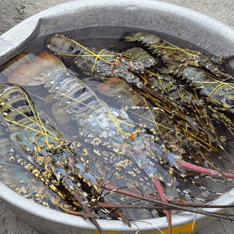 Langouste entière surgelée - env. 700g