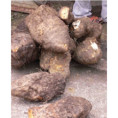 Igname sauvage/sassa - 1kg