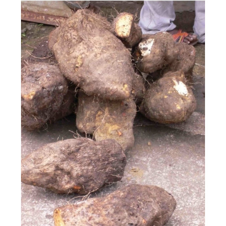 Igname sauvage/sassa - 1kg